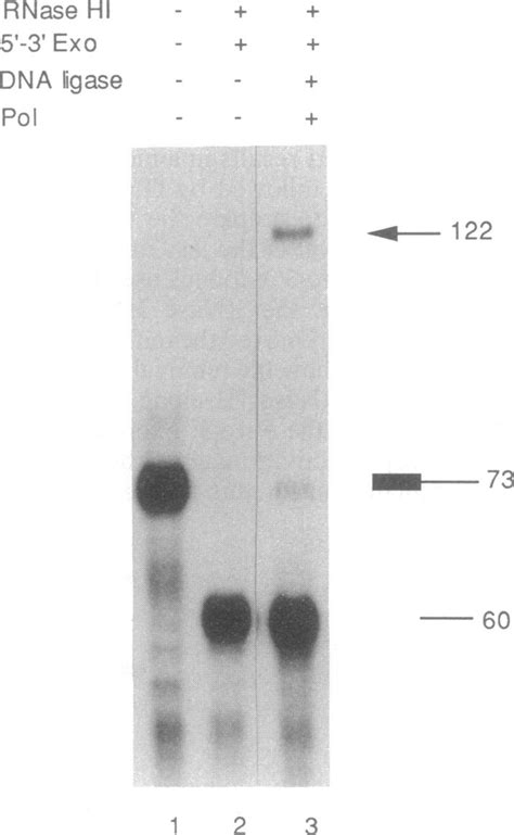 Complete lagging-strand processing by purified proteins. The ...