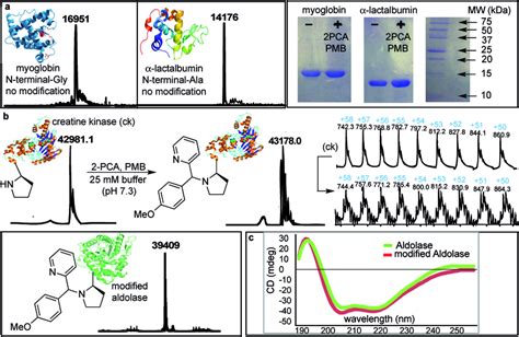 Chemo And Site Selective Dual Labeling Of Proteins With Pca B And