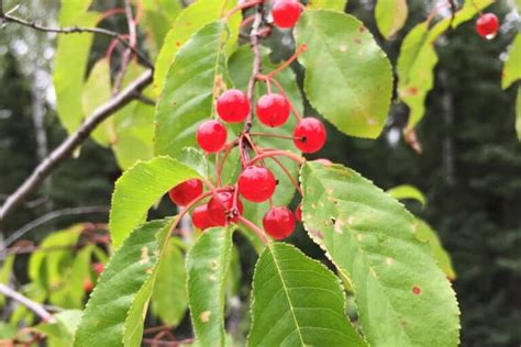 20 Edible And Non Edible Red Berries You Need To Know Smart Garden