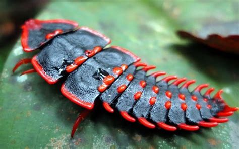 Ten of the Worlds Rarest Species of Beetles and Where to Find Them