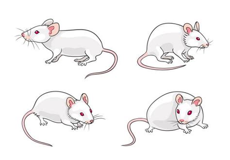 Lab Mouse Illustrations Royalty Free Vector Graphics And Clip Art Istock