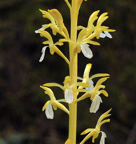 Yellow Coralroot Orchid Corallorhiza Imaculata Flickr