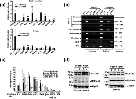 Low Intensity Oxidative Exercise Relieves Pgc From Bhlhe Mediated