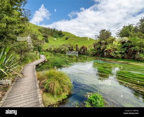 discover te waihou walkway blue springs  hidden gem  blue springs
