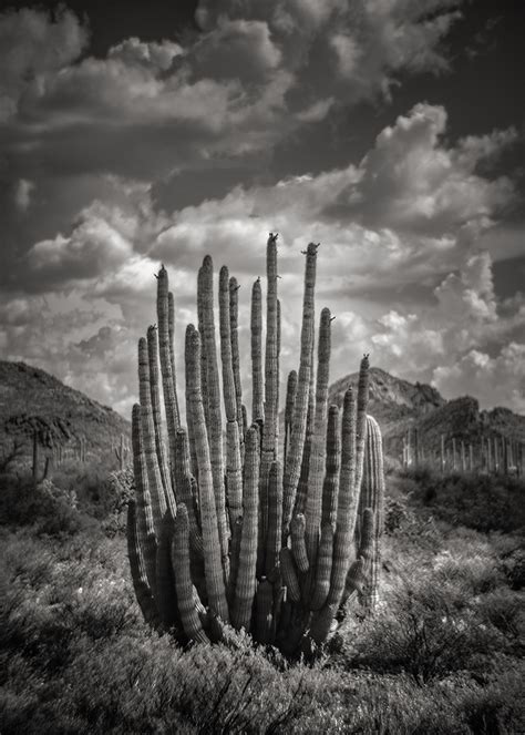 Pride Of The Ajo Viewpoint Photographic Art Center