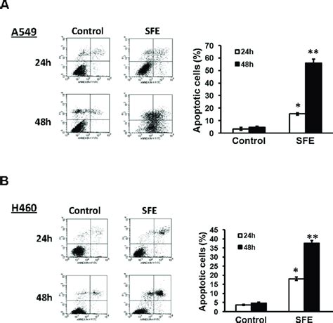 Sfe Inhibits Lung Cancer Cell Proliferation Via Inducing Apoptosis A