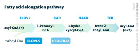 Lipid Metabolism Genes Lipotype Gmbh