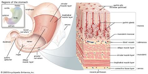 Gastric Gland Anatomy Britannica