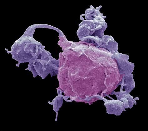 Macrophage And Platelets Sem Photograph By Science Photo Library