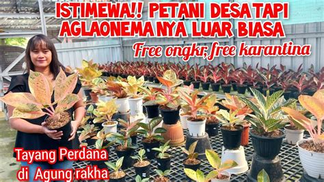 Petani Desa Kandang Sederhana Tapi Stok Dan Id Nya Istimewa Harga