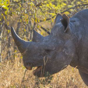 'Killer' rhino poaching facts - Fascinating Africa