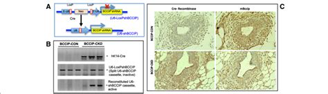 K Cre Mediated Bccip Conditional Knockdown In The Mouse Mammary