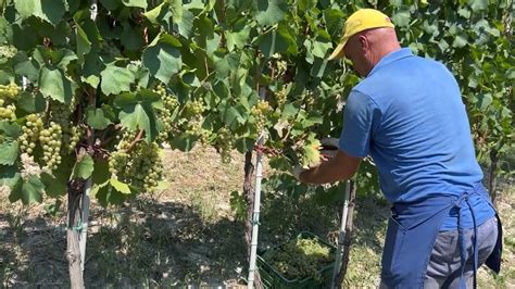 Al Via Alla Vendemmia Delle Uve Chardonnay Produzione Ridotta Ma