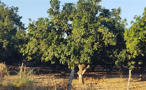 Productores De Mango En Escuinapa Vislumbran Buena Temporada