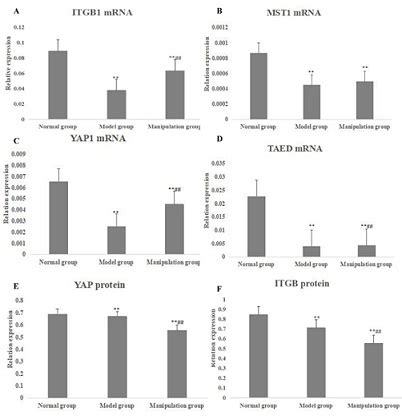 The Effect of Cyclic Pressure on Integrin β1 Hippo YAP Signaling Pathway