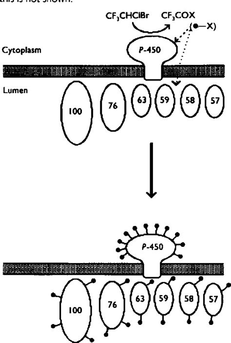 Figure 2 From The Molecular Basis Of Halothane Induced Hepatitis