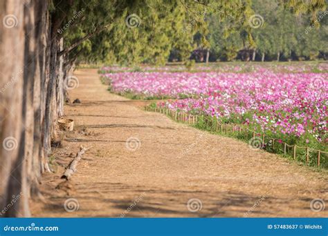 Beautiful Walkway Stock Image Image Of Path Grass Countryside 57483637