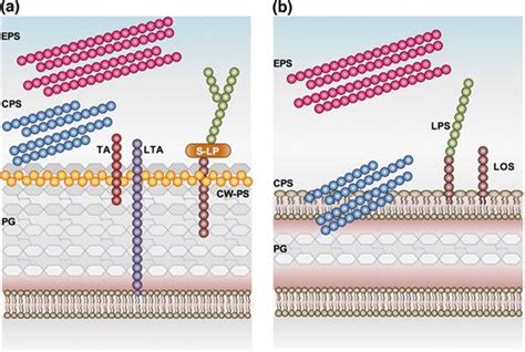 Cell Surface Associated Polysaccharides In Bacteria Capsular