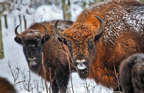 BISONTES EN ESPAÑA España ya tiene 171 bisontes en su territorio