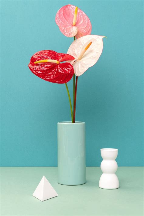 Pink Laceleaf Flower Vase Aesthetic Home Decoration Free Image By