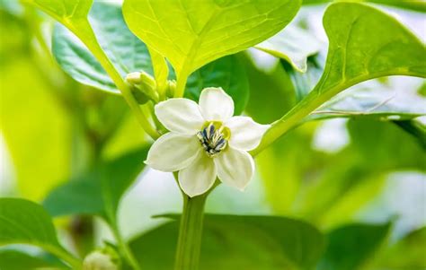 Guida Alla Coltivazione E Cura Dei Fiori Peperoncino Fioreria L Orchidea