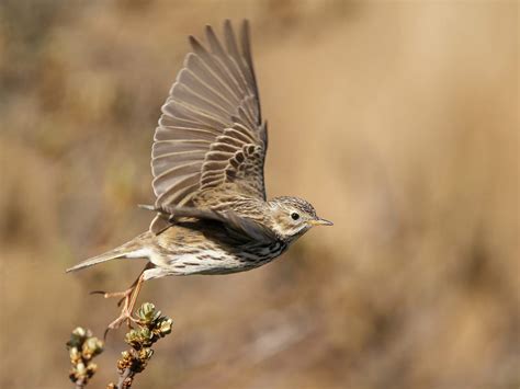 Meadow Pipit Bird Facts (Anthus pratensis) | Birdfact