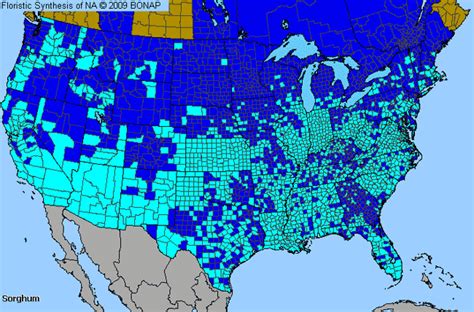 Columbus Grass Sorghum Genus Level Details And Allergy Info Johnston County North Carolina