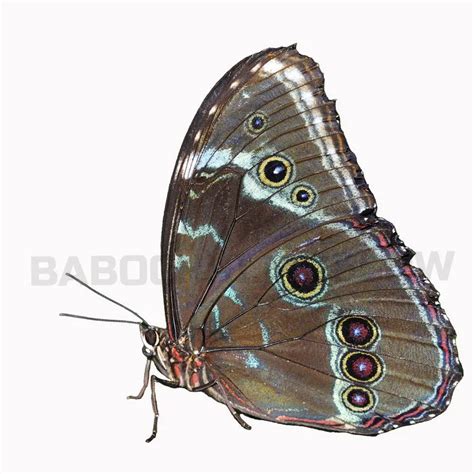 Купить куколки тропических бабочек для выращивания дома в Москве