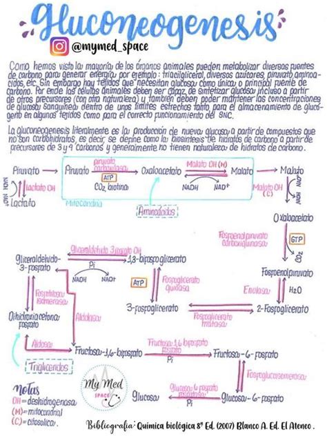 GLUCONEOGÉNESIS My med space uDocz