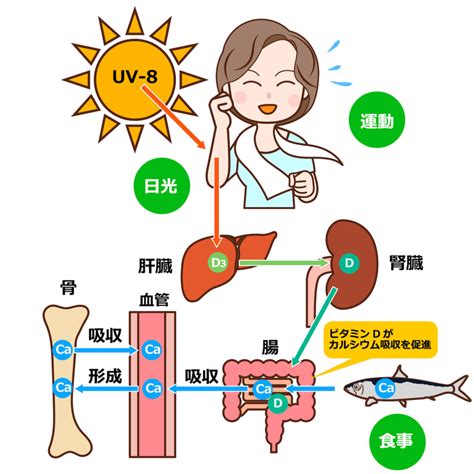 骨粗鬆症予防のための運動と食事についての基礎知識 骨を強くする食事シートプレゼント中！ 大阪市阿倍野区のパーソナルトレーニング｜ 30年以上の経験豊富なテレビ出演トレーナーが指導｜どこでも