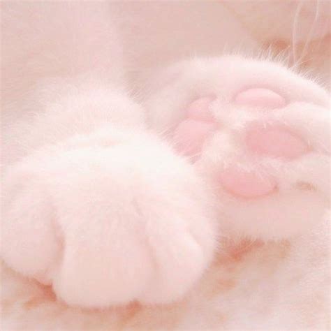 Literally Just 20 Photos Of Cat Paws Taken From Every Possible Angle