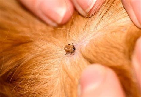 Mites on Dogs - How to Get Rid of Dog Mites at Home | Dry Paws