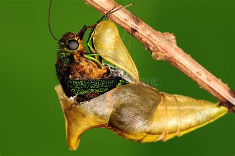 Pupa Of Butterfly Process Of Eclosion 48 Royalty Free Stock Image