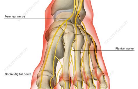 Proper Plantar Digital Nerves Of Medial Plantar Nerve, 60% OFF