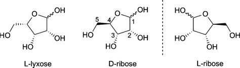 Structure Of D Ribose L Ribose And L Lyxose Download Scientific Diagram