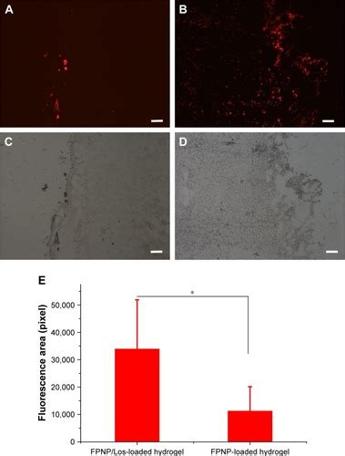 Full Article Peritumoral Implantation Of Hydrogel Containing