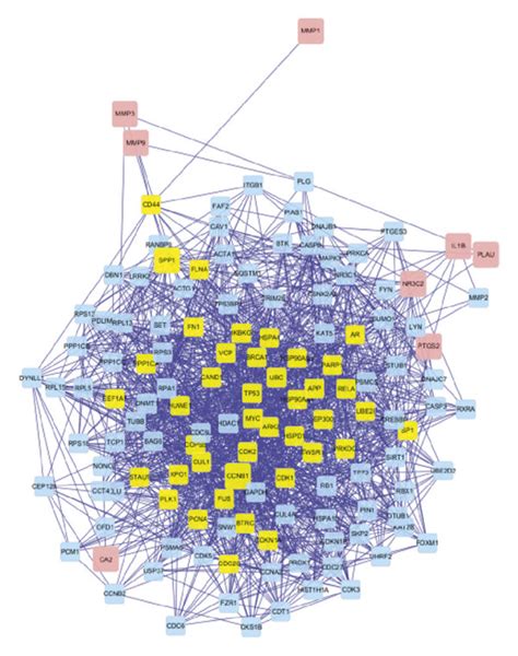 Construction And Topological Analysis Of The Ppi Network A The Ppi