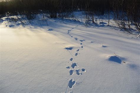 Premium Photo | Rabbit footprints in the snow