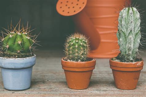 Cactos 5 dicas infalíveis para cultivar e usar na decoração