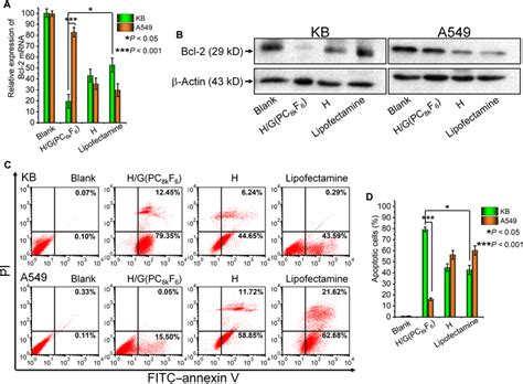 Delivery Of Bcl 2 Sirna A Down Regulation Of Bcl 2 Mrna Levels As Download Scientific