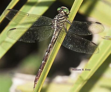 Russet Tipped Clubtail Female Stylurus Plagiatus Bugguide Net