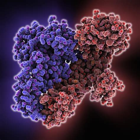 Hiv Reverse Transcription Enzyme Photograph By Science Photo Library