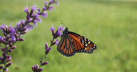 Study For Monarch Butterflies Plant Variety Is The Spice Of Life News