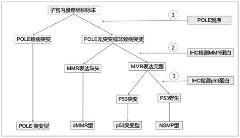 纳入分子分型和pdl1检测的高危子宫内膜癌预后评价系统