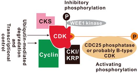 Multiple Levels Of Regulation Of Cyclindependent Kinase Cdk Activity