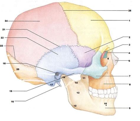 axial skeleton Diagram | Quizlet