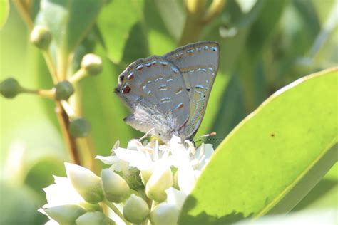 Mangrove Jewel From Moreton Bay Marine Park Redland Bay Qld Au On