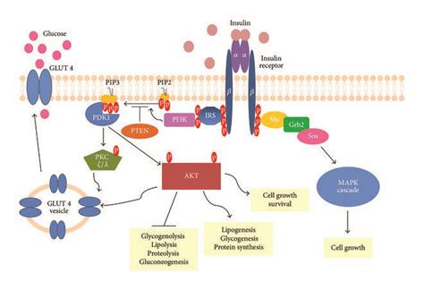 Insulin Signalling Pathway Upon Insulin Stimulation Activation Of