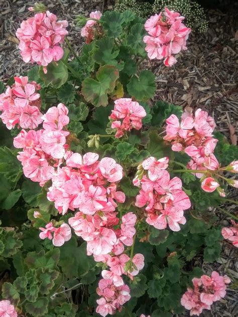 Pelargonium Edwards Amari In 68mm Super Tube Trigg Plants