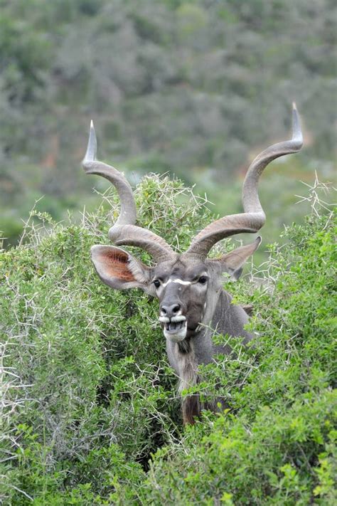 Kudu Bull Portrait with Long Horns Stock Image - Image of frontal ...